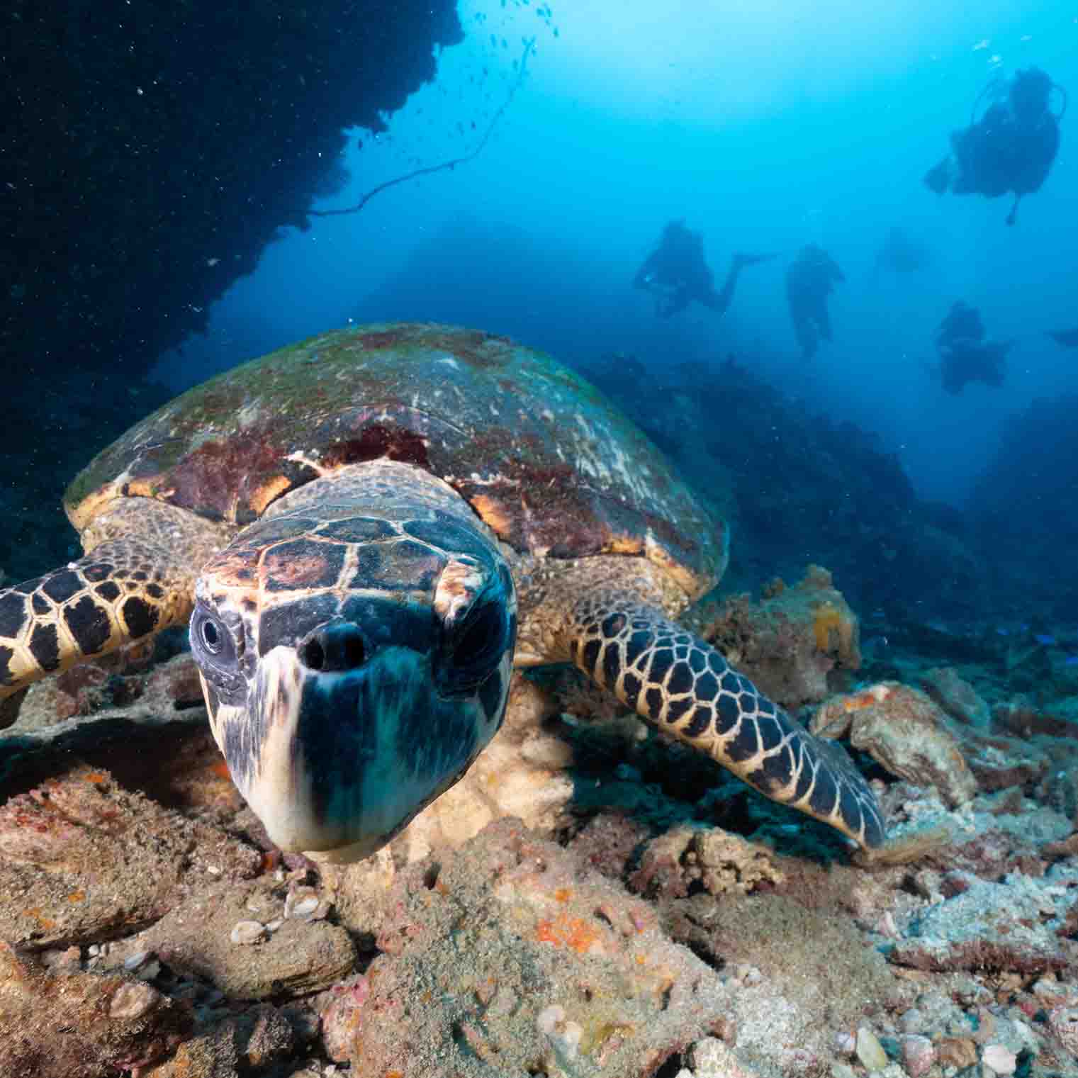 Fun dive image alt title