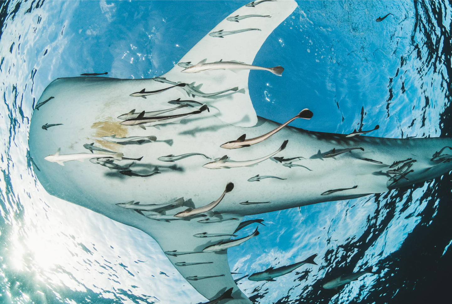 Contact form background image