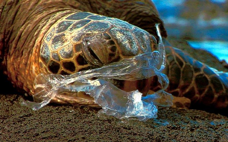 kilpikonna kohtaodivers thaimaa sukellus