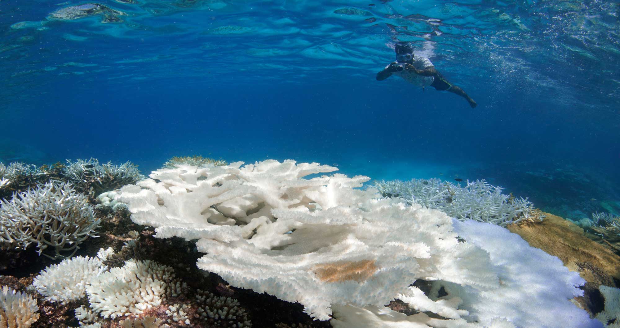 Korallin valkaistumista Malediiveillä