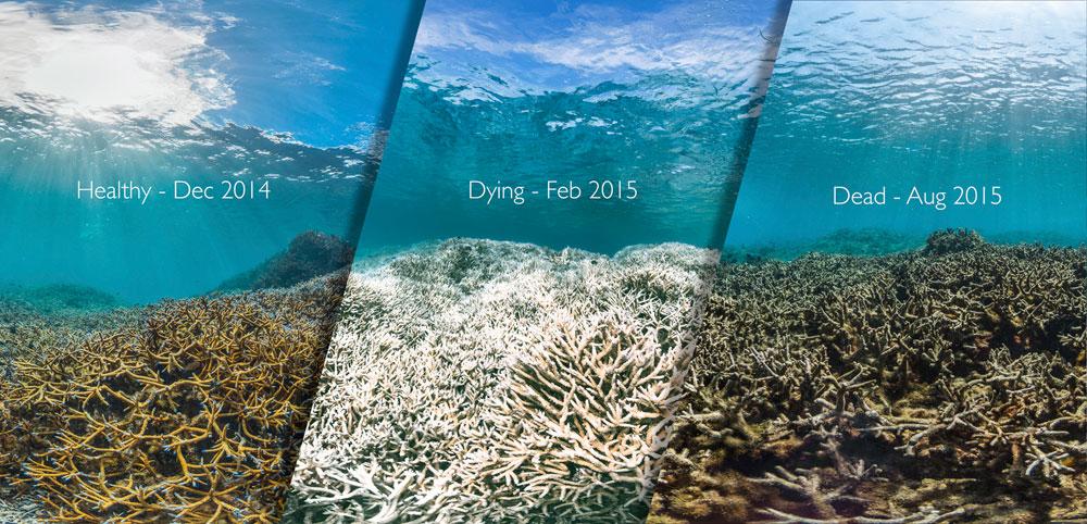 Before and after picture of reef bleaching in American Samoa Island